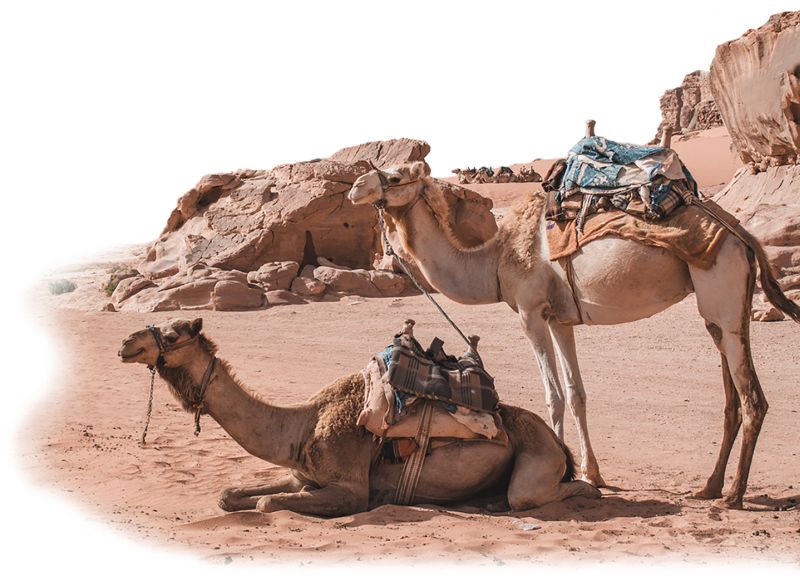 Chad Camel