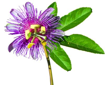 Passion flower